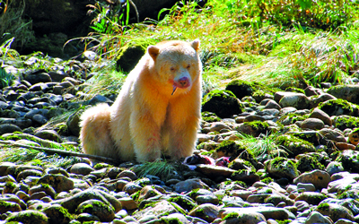 كثير من الدببة الروح التي تعيش في الغابة لونها فاتح. د.ب.أ