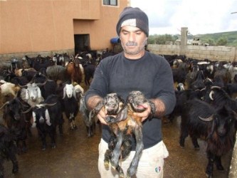 الماعز ذات الرأسين فارقت الحياة بعد خروجها من رحم أمها بثوان معدودة - انترنت