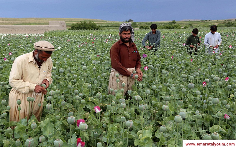 تعتبر أفغانستان من أكبر منتجي المخدرات في العالم، حيث زاد إنتاجها من الخشخاش للعام الحالي 18% مقارنة مع العام الماضي، وذلك وفقا لتقرير الأمم المتحدة الخاص بالمخدرات والجرائم. الصور من، إي بي إيه.