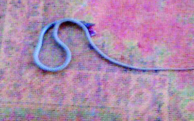 الثعبان بعد قتله.	الإمارات اليوم