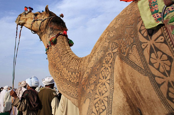 وتسحر الجمال السياح القادمين من مختلف بقاع الأرض بحركاتها ورقصاتها التي يتم تدريبها عليها بصورة مكثفة، حتى تتمكن هذه الحيوانات المميزة من إتقانها