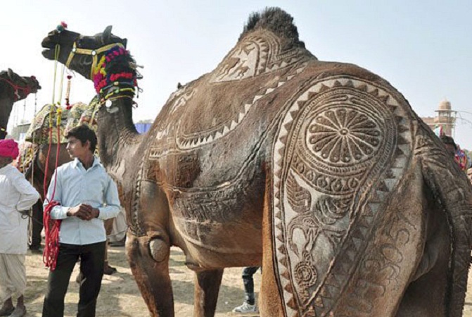 ويشتمل المهرجان على عرض خاص يُعنى بالنقش على الجمال بصورة فنية