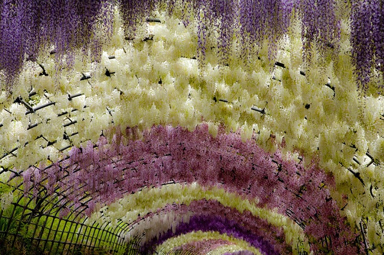 وتقع الحديقة على بعد 4 ساعات من العاصمة طوكيو