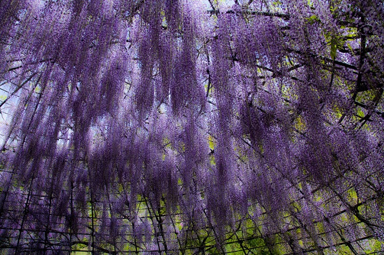 وتعتبر أفضل الأوقات لزيارة الحديقة خلال العام منذ نهاية شهر ابريل وحتى منتصف مايو، حيث تكون زهور الحديقة في أوج تفتحها