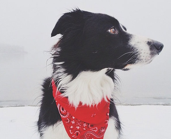 قام مصمم الغرافيك أندرو كناب، بنشر صور لكلبه مومو، والذي "يعشق التخفي في الأماكن الغريبة، ويحب لعبة البحث عن مومو"، فوجد أندرو أنه من الممتع أن يتشارك لعبة البحث عن كلبه مع الجمهور