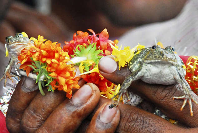 ويتم تحضير مراسم خاصة لحفل الزفاف، فتقوم سيدة بألباس العروسين رداءان أحمران ويشرف الأطفال على خدمة وتلبية مطالب العروسين، كما يحرص كل أهل القرية على حضور الحفل