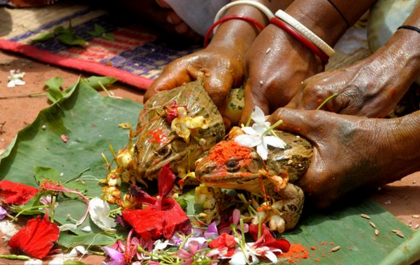 وتقوم معظم القرى الهندية بمثل هذه الاحتفالات، فهي موروث تقافي لديهم، وتسبدل بعض القرى الضفادع أحياناً بالحمير أو البقر أو الجاموس، تبعاً لتقاليد وعادات كل قرية