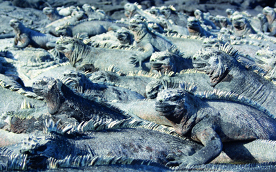 الإغوانا البحرية تستقبل السياح بجزر غالاباغوس.  	 د.ب.أ