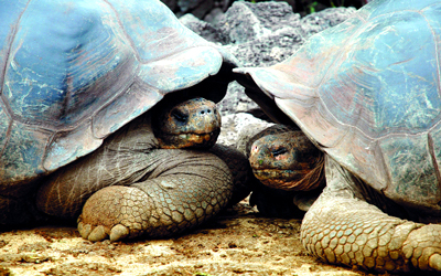 سلاحف كبيرة الحجم تنتشر بجزر غالاباغوس. 		 د.ب.أ