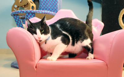 الفندق يحتوي على ١٤ غرفة «في آي بي» للقطط.   تصوير: إريك أرازاس