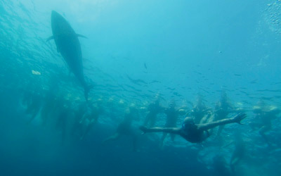 أسماك التونة الحمراء شبيهة بأسماك القرش الأبيض لكنها ليست خطرة.         د.ب.أ