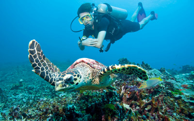 رحلة غوص برفقة السلحفاة في الجزر التايلاندية.    د.ب.أ