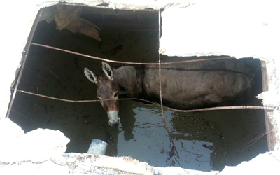 تم حفر الجانب الأمامي من البالوعة بشكل كامل، وإخراج الحمار، وإجراء الإسعافات الأولية له. من المصدر