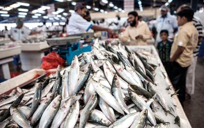 Deira Fish Market, Dubai. January 16, 2013. photo by Ahmad Ardity