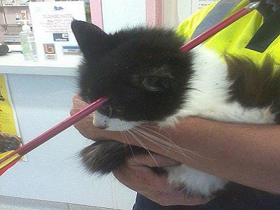 السهم اخترق الرأس من فوق العين مباشرة. إي بي إيه