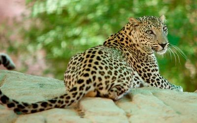 بعض الأفراد يفتخرون بتربية حيوانات مفترسة.