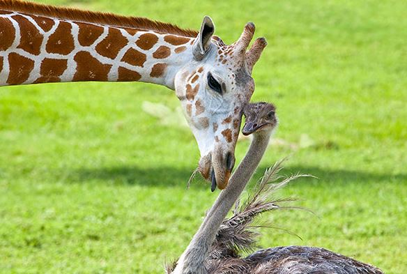 نعامة وزرافة