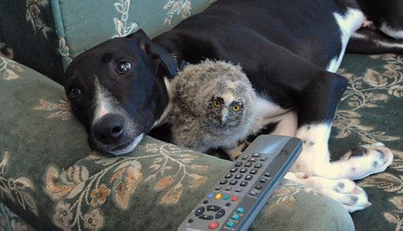 كلب وفرخ نعام