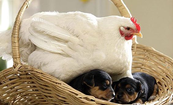 دجاجة وجراء كلاب