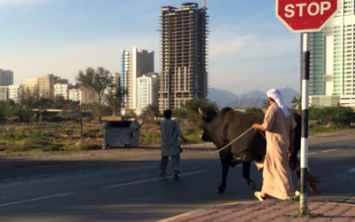 الحيوانات تفاجئ قائدي المركبات على كورنيش الفجيرة وقد تتسبب في وقوع حوادث.

الإمارات اليوم