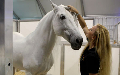 اللقاء الإعلامي تضمّن عرضاً لعدد من الخيول المشاركة في «كفاليا قصر الحصن».