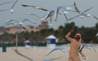 كميات كبيرة من النوارس توجد في الإمارات على الشواطئ والجزر والمحميات الطبيعية.