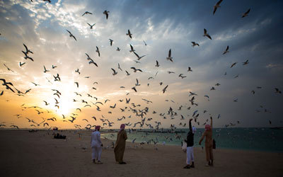 النوارس تسكن سواحل الإمارات شهوراً عدة إذ تتميز بالقدرة على شرب المياه المالحة. تصوير: أحمد عرديتي