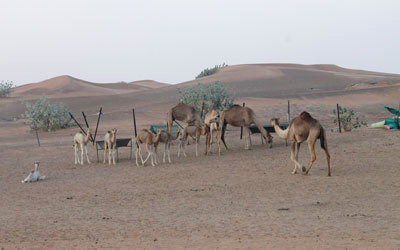 الإبل الموجودة في الدولة مستأنسة وتربى لأغراض التكاثر وتوفير اللحوم والألبان. أرشيفية