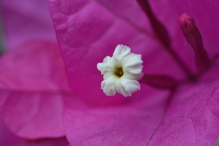 بعدسة عمران السكران