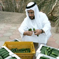 مزارعون‭ ‬يعوّلون‭ ‬على‭ ‬الجمعية‭ ‬في‭ ‬التنسيق‭ ‬لاختيار‭ ‬محصول‭ ‬يتم‭ ‬إنتاجه‭.‬ أرشيفية