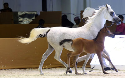 بطولة دبي باتت محط أنظار عشاق مسابقات جمال الخيول على مستوى العالم. الإمارات اليوم