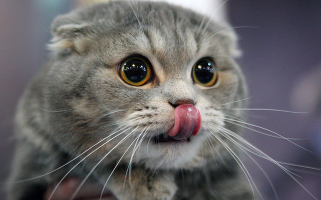 معرض للقطط في مدينة بيشكيك القيرغستانية اشترك فيه مربو القطط في كل من قيرغستان وكازاغستان.  إي بي أيه