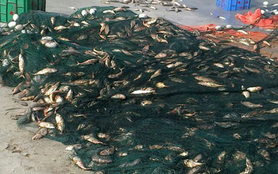 شباك محظورة استخدمها صيادون وتحولت إلى «مقبرة جماعية للأسماك». من المصدر