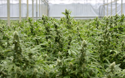 حكومة الأوروغواي تقنن زراعة القنب.

غيتي