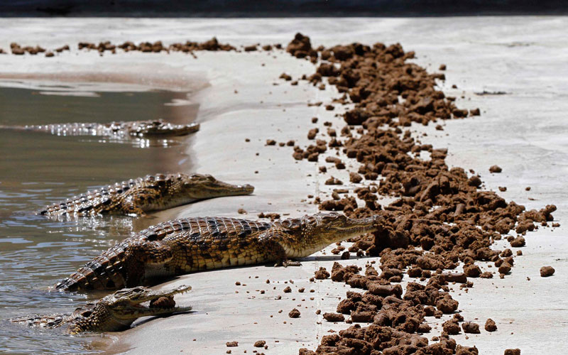 تقضم التماسيح كريات نباتية موضوعة أمامها، بالإضافة إلى كونها أرخص من اللحم، إلا أنه من المعتقد أيضا أن هذه الحمية الغنية بالبروتين والمعادن والفيتامينات والماء، تزيد من جمال جلد التمساح، الذي سيتحول إلى حقائب أو أحذية على منصات عروض الأزياء في نيويورك أو باريس أو لندن أو ميلانو.