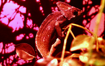 القسم الجديد يحمل مجموعة من الحشرات إلى جانب بعض الطيور وكذلك الزواحف. تصوير: أشوك فيرما