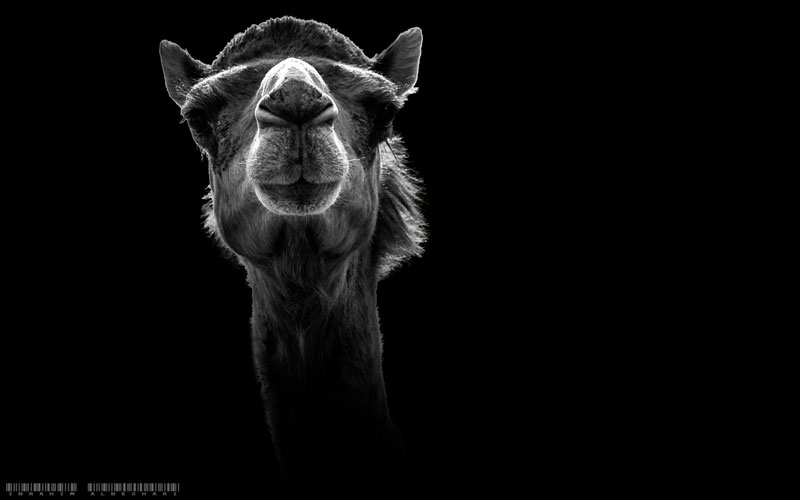 بالأبيض والأسود - ابراهيم البشاري