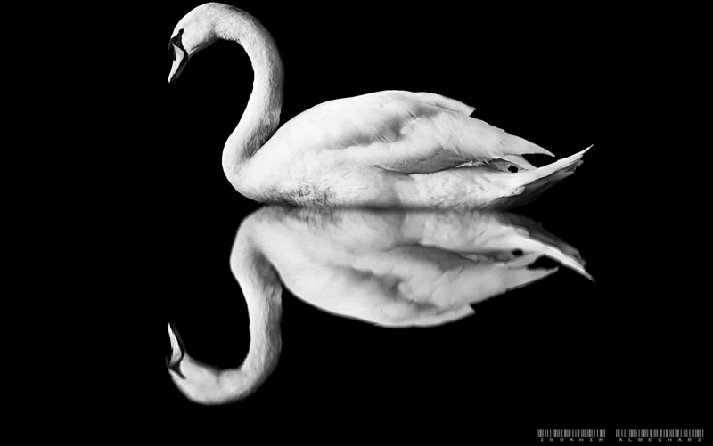 ابراهيم البشاري