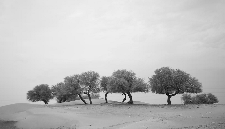 بعدسة القارئ علي الشهاوي