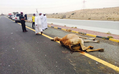 نفوق جمل بحادث تصادم مركبة به على طريق فلج المعلا. الإمارات اليوم