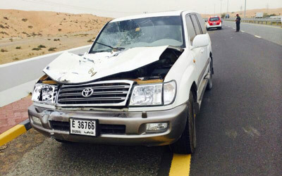 مركبة متضررة في حادث صدم جمل على طريق فلج المعلا. الإمارات اليوم