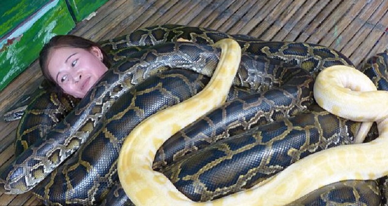 لا شيء يمكن ان يمنحك الراحة بعد يوم متعب ومرهق  سوى الاسترخاء والتدليك العميق للعضلات، لكن تخيل أن يقوم بذلك أربعة ثعابين ضخمة. نقلا عن صحيفة " الديلي ميل"البريطانية.