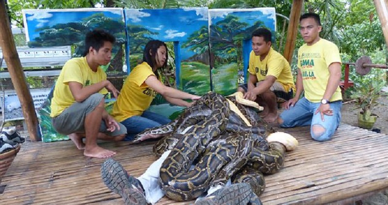 يبلغ وزن الثعابين 250، كيلو غرام  كما تملك قوة ضغط عالية لايمكن مقاومتها بسبب عضلاتها القوية التى تساعدها في الانقضاض على فريستها .