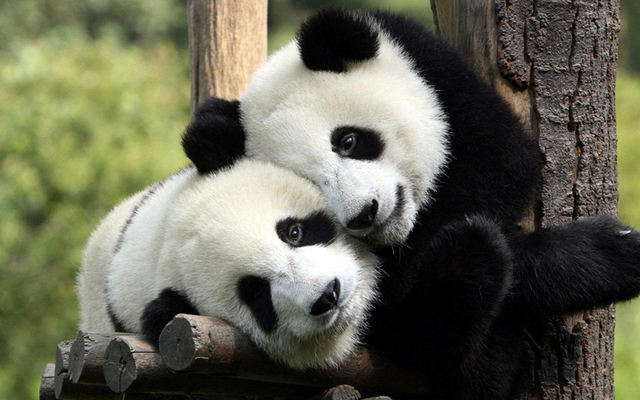 الصين جهّزت مركز تدريب الباندا في سيشوان لاختبار توقعاتها للمونديال فيه. أرشيفية