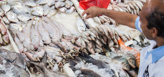 بلدية دبي تعمل على المحافظة على المخزون السمكي في الدولة. تصوير: أحمد عرديتي
