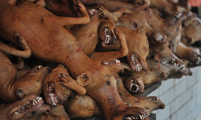 ويثر هذا المهرجان جدلا كبيرا في الصين، حيث طالب ناشطو حماية الحيوانات ورواد مواقع الإنترنت السكان المحليين بعدم تناول لحم الكلاب وإلغاء  المهرجان وإعتبروه "ذنب على اللسان".