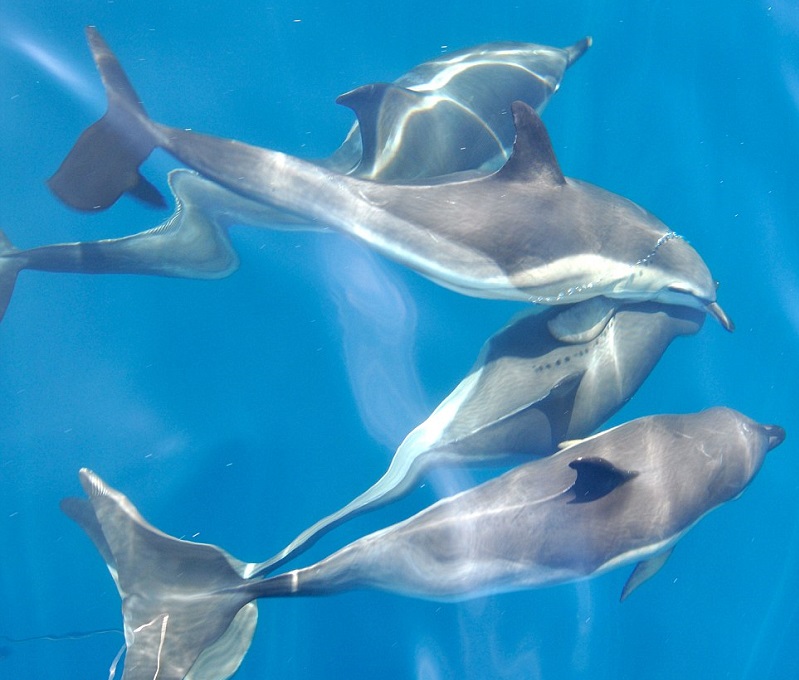 مجموعن من الدلافين تسبح في بحار المالديف الفيروزية - نقلا عن صحيفة " الديلي ميل" البريطانية