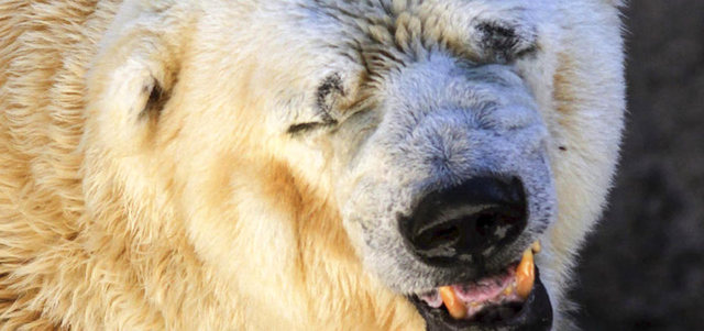 الدب القطبي الأكثر حزناً في العالم «أرتورو».