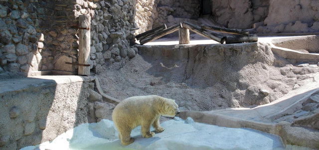 الدب أرتورو بجانب حوضه المائي.  من المصدر