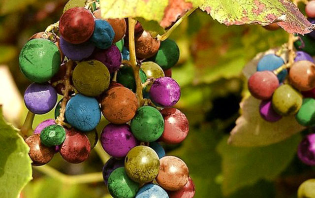 ظل هذا التساؤل متداولاً لفترة على صفحات مواقع التواصل الاجتماعي ، حتى ظهر التفسير وهو أن حبات العنب  حقيقية وتم تصويرها في إحدى مراحل النضوج المعروفة باسم مرحلة الـ Veraison - والتى يحدث خلالها تغير لون العنب، فيتحول من اللون الأخضر إلى الأرجوانى تدريجيا ويبدأ فى عمل السكر.